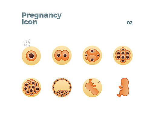 아이콘 세포 두명 임신 성장 수정 정자 웹아이콘 태아 난자 2D아이콘 AI파일 건축물 생물 사람 생식세포 파일형식 벡터