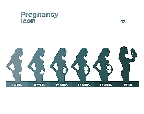 아이콘 여자 실루엣 엄마 세포 여러명 임산부 임신 성장 웹아이콘 태아 과정 2D아이콘 AI파일 다수 컨셉 가족 촬영기법 사람 파일형식 벡터