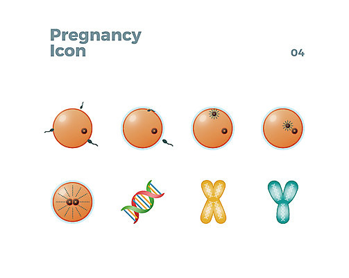 아이콘 사람없음 임신 DNA 웹아이콘 염색체 난자 수정공 2D아이콘 AI파일 정자세포 생명공학 생식세포 파일형식 벡터