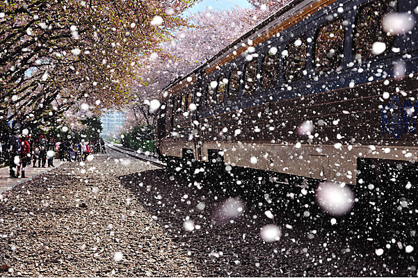 포토 JPG 주간 나무 겨울 자연 한국 풍경 여러명 야외 기찻길 기차 눈 경상남도 진해 눈내림 겨울풍경 국내포토 자연요소 식물 계절 아시아 육상교통 다수 날씨 대중교통 눈_날씨 사람 경상도 생태계 파일형식