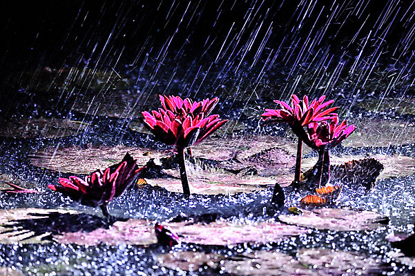 포토 JPG 주간 자연 한국 연꽃 풍경 사람없음 야외 연못 비 연잎 경기도 관곡지 국내포토 자연요소 꽃 아시아 잎 날씨 생태계 시흥 파일형식