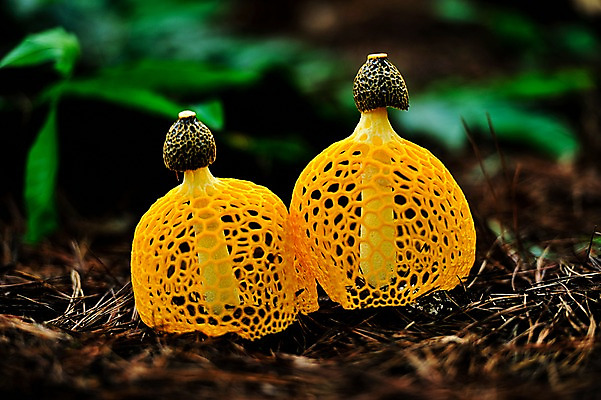 포토 JPG 주간 자연 근접촬영 사람없음 야외 아웃포커스 버섯 숲속 야생식물 노란망태버섯 국내포토 자연요소 식물 뷰포인트 촬영기법 숲 생태계 파일형식