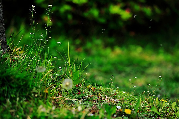 포토 JPG 주간 배경화면 자연 풍경 사람없음 야외 아웃포커스 잡초 식물백그라운드 민들레홀씨 국내포토 자연요소 식물 백그라운드 촬영기법 민들레 생태계 파일형식
