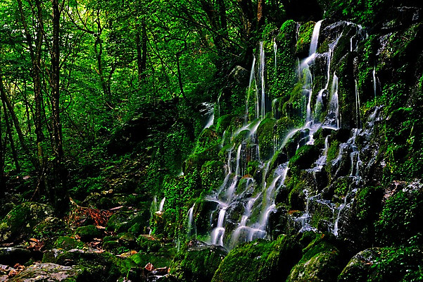 포토 JPG 주간 나무 자연 한국 이끼 풍경 사람없음 야외 계곡 폭포 숲속 숲 물흐름 뱀사골 국내포토 자연요소 식물 아시아 흐름 생태계 남원 파일형식