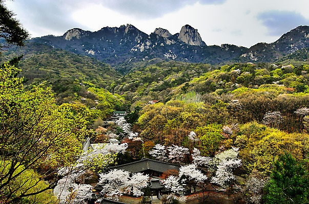 포토 JPG 주간 나무 구름 자연 하늘 산 한국 풍경 사람없음 야외 봄 벚꽃 북한산 국내포토 자연요소 식물 계절 꽃 아시아 생태계 파일형식 고양