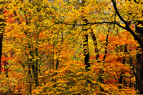 포토 JPG 주간 나무 단풍 자연 서울 한국 풍경 사람없음 야외 가을풍경 가을 숲 북한산 국내포토 자연요소 식물 계절 아시아 잎 산 생태계 파일형식 고양 가을_계절