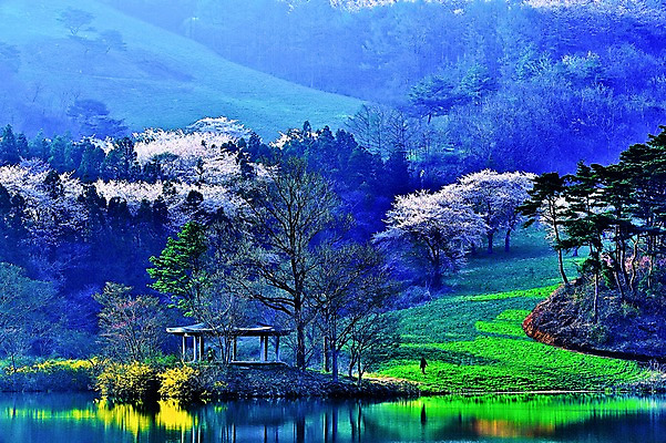 포토 JPG 주간 나무 호수 자연 한국 한명 사람 풍경 야외 봄 벚꽃 숲 정자 서산 용비지 국내포토 자연요소 식물 1 건축물 계절 꽃 아시아 충청남도 생태계 파일형식