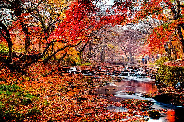 포토 JPG 주간 나무 단풍 낙엽 자연 한국 풍경 여러명 야외 가을풍경 가을 개울 등산객 선운사 국내포토 자연요소 식물 계절 아시아 다수 잎 사람 강 등산 사찰 생태계 고창 파일형식 가을_계절