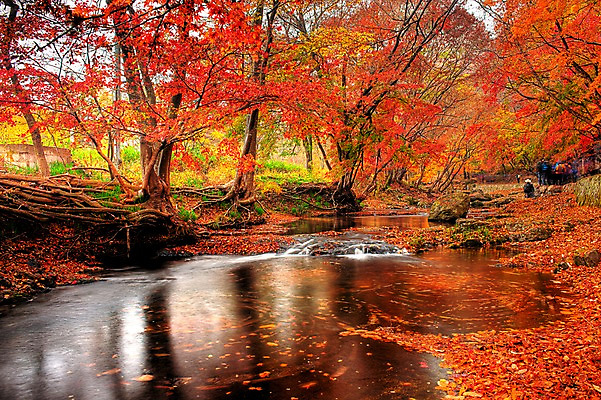 포토 JPG 주간 나무 단풍 낙엽 자연 한국 풍경 여러명 야외 가을풍경 가을 개울 등산객 선운사 국내포토 자연요소 식물 계절 아시아 다수 잎 사람 강 등산 사찰 생태계 고창 파일형식 가을_계절