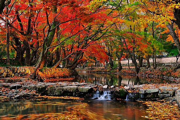 포토 JPG 주간 나무 단풍 낙엽 자연 한국 풍경 사람없음 야외 가을풍경 가을 개울 선운사 국내포토 자연요소 식물 계절 아시아 잎 강 사찰 생태계 고창 파일형식 가을_계절