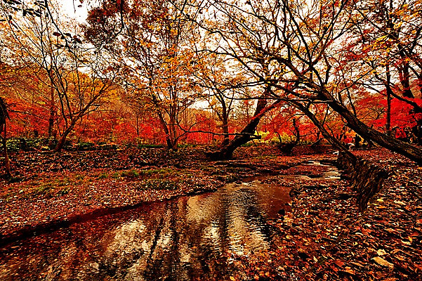 포토 JPG 주간 나무 단풍 낙엽 자연 한국 풍경 여러명 야외 여행객 가을풍경 가을 개울 선운사 국내포토 자연요소 식물 계절 아시아 다수 잎 사람 강 사찰 생태계 고창 파일형식 가을_계절