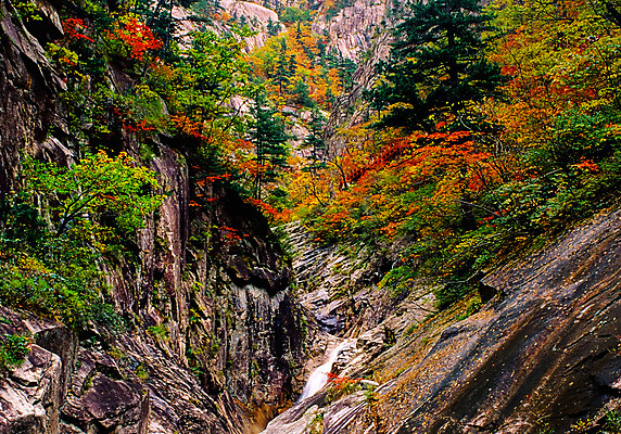포토 JPG 주간 나무 단풍 자연 한국 풍경 사람없음 야외 가을풍경 계곡 가을 바위 강원도 설악산 국내포토 자연요소 식물 계절 아시아 잎 산 돌_바위 생태계 인제 파일형식 가을_계절