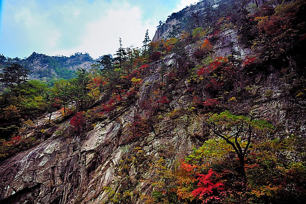 포토 JPG 주간 나무 구름 단풍 자연 하늘 한국 풍경 사람없음 야외 가을풍경 절벽 가을 바위 강원도 설악산 국내포토 자연요소 식물 계절 아시아 잎 산 돌_바위 생태계 인제 파일형식 가을_계절
