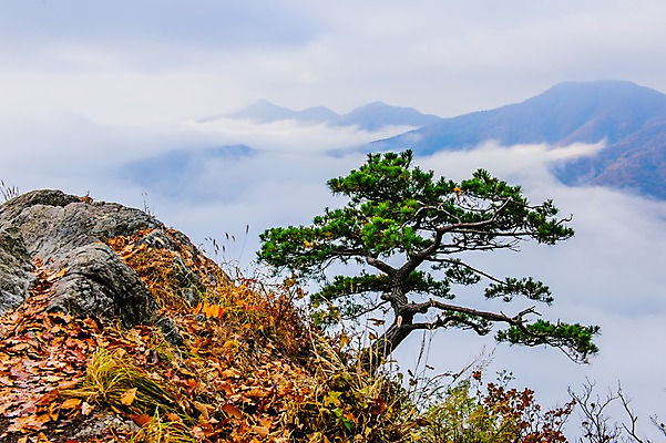 포토 JPG 주간 낙엽 자연 산 한국 풍경 사람없음 야외 가을 바위 소나무 운해 소화묘원 국내포토 자연요소 나무 계절 아시아 잎 돌_바위 생태계 파일형식 구름_자연