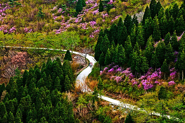 포토 JPG 주간 나무 자연 한국 풍경 여러명 야외 봄 커브길 숲 진달래 여수 영취산 국내포토 자연요소 식물 계절 꽃 아시아 도로 다수 산 사람 전라남도 생태계 파일형식