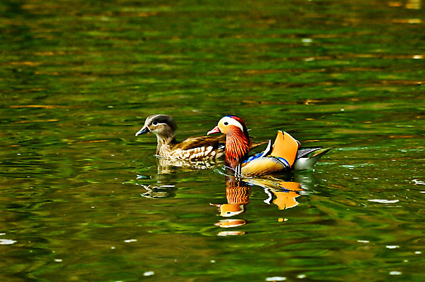 포토 JPG 주간 호수 두마리 자연 풍경 사람없음 야외 원앙 국내포토 자연요소 2 조류 생태계 파일형식