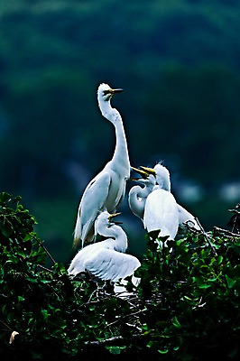 포토 JPG 주간 야생동물 여러마리 자연 풍경 사람없음 야외 나뭇가지 둥지 국내포토 자연요소 나무 동물 다수 생태계 파일형식