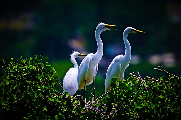 포토 JPG 주간 야생동물 자연 세마리 풍경 사람없음 야외 나뭇가지 둥지 국내포토 자연요소 나무 동물 3 생태계 파일형식