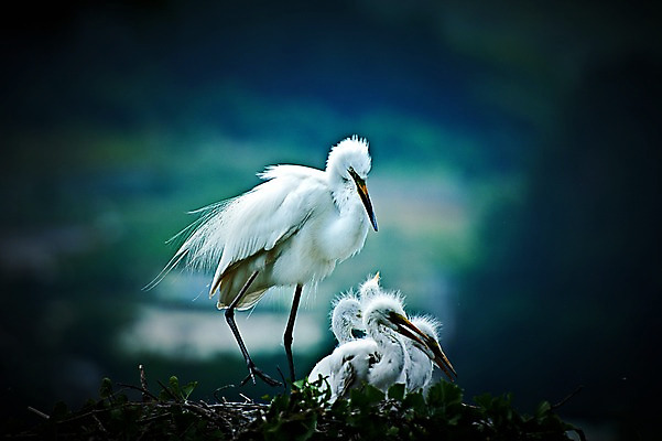 포토 JPG 주간 야생동물 새끼 여러마리 자연 풍경 사람없음 야외 나뭇가지 어미 둥지 국내포토 자연요소 나무 동물 다수 생태계 파일형식