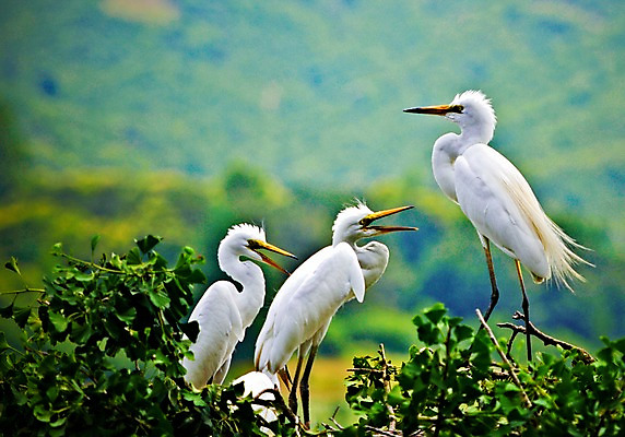 포토 JPG 주간 야생동물 자연 세마리 풍경 사람없음 야외 나뭇가지 둥지 국내포토 자연요소 나무 동물 3 생태계 파일형식