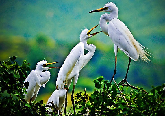 포토 JPG 주간 야생동물 여러마리 자연 풍경 사람없음 야외 나뭇가지 둥지 국내포토 자연요소 나무 동물 다수 생태계 파일형식