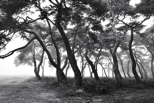 포토 JPG 주간 자연 한국 흑백 풍경 사람없음 야외 안개 소나무 보은 소나무숲 국내포토 자연요소 나무 아시아 날씨 촬영기법 숲 생태계 충청북도 파일형식