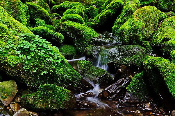포토 JPG 주간 자연 한국 이끼 풍경 사람없음 야외 계곡 숲속 강원도 물흐름 국내포토 자연요소 아시아 흐름 숲 생태계 파일형식