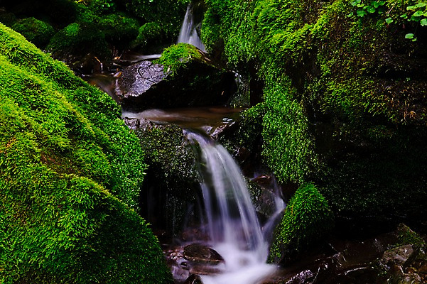 포토 JPG 주간 자연 한국 이끼 풍경 사람없음 야외 계곡 숲속 강원도 물흐름 국내포토 자연요소 아시아 흐름 숲 생태계 파일형식