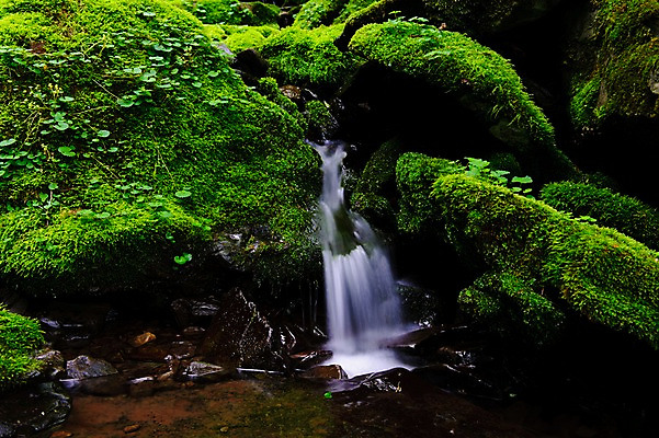 포토 JPG 주간 자연 한국 이끼 풍경 사람없음 야외 계곡 숲속 강원도 물흐름 국내포토 자연요소 아시아 흐름 숲 생태계 파일형식