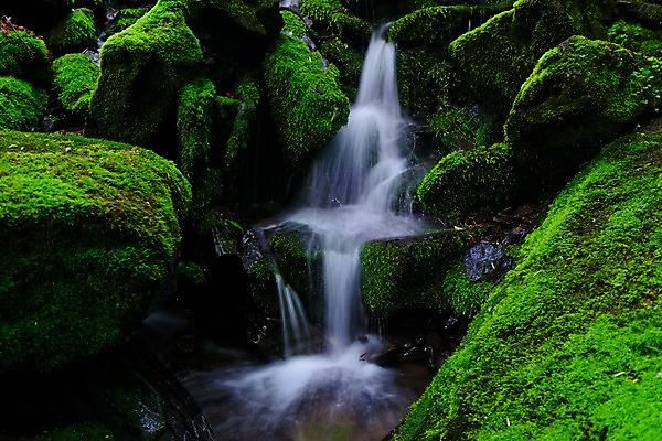 포토 JPG 주간 자연 한국 이끼 풍경 사람없음 야외 계곡 숲속 강원도 물흐름 국내포토 자연요소 아시아 흐름 숲 생태계 파일형식