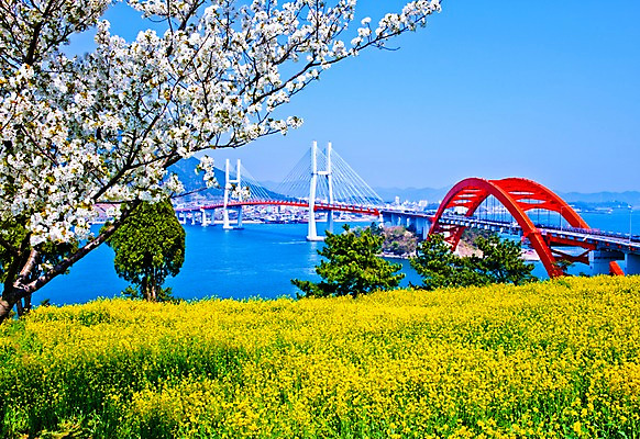 포토 JPG 주간 나무 꽃 바다 자연 하늘 한국 풍경 사람없음 야외 벚꽃 유채 가교 창선삼천포대교 국내포토 자연요소 식물 건축물 아시아 다리_건축물 생태계 파일형식