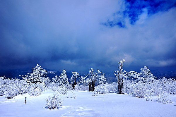 포토 JPG 주간 나무 구름 설경 자연 하늘 한국 풍경 사람없음 야외 눈 태백산 겨울풍경 국내포토 자연요소 식물 아시아 겨울 날씨 산 생태계 태백 파일형식