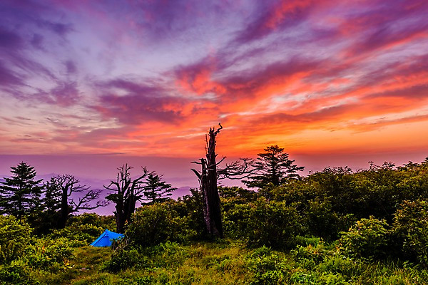 포토 JPG 주간 나무 구름 자연현상 자연 하늘 산 풍경 사람없음 야외 일출 새벽 강원도 태백산 국내포토 자연요소 식물 한국 노을 생태계 태백 파일형식