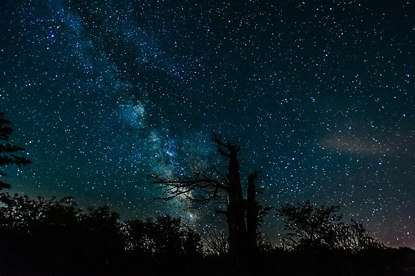 포토 JPG 나무 실루엣 별 자연 밤하늘 풍경 사람없음 야외 야간 강원도 은하수 태백산 국내포토 자연요소 식물 하늘 산 한국 촬영기법 생태계 태백 파일형식