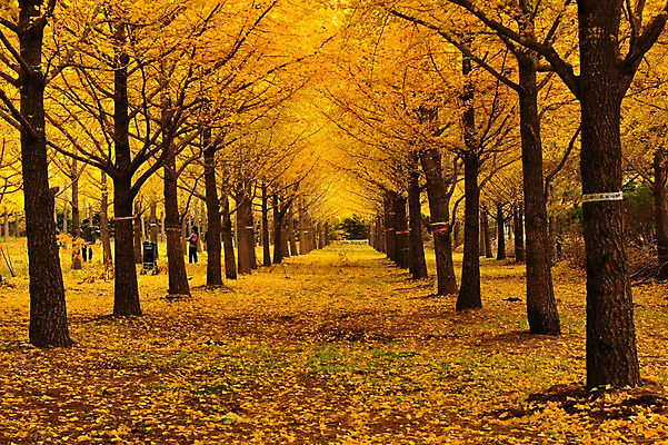 포토 JPG 주간 낙엽 자연 한국 풍경 야외 두명 가을풍경 가을 은행나무 홍천 국내포토 자연요소 나무 계절 아시아 잎 사람 생태계 강원도 파일형식 가을_계절
