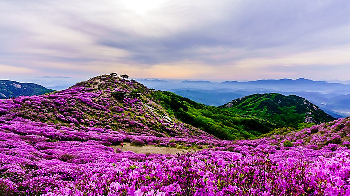 포토 JPG 주간 구름 자연 하늘 산 한국 풍경 사람없음 야외 봄 경상남도 철쭉 합천 황매산 국내포토 자연요소 계절 꽃 아시아 경상도 생태계 파일형식