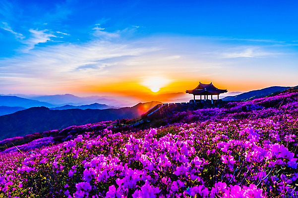 포토 JPG 주간 구름 자연 하늘 산 한국 풍경 사람없음 야외 태양 일출 일몰 봄 경상남도 정자 철쭉 산청 합천 황매산 국내포토 자연요소 건축물 계절 꽃 아시아 노을 경상도 생태계 파일형식