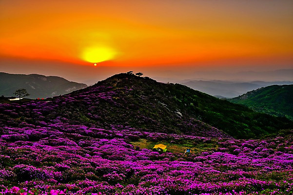 포토 JPG 주간 구름 꽃 자연현상 자연 하늘 산 한국 풍경 사람없음 야외 태양 일출 일몰 봄 경상남도 철쭉 합천 황매산 국내포토 자연요소 식물 계절 아시아 노을 경상도 생태계 파일형식