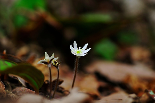 포토 JPG 주간 꽃 자연 풍경 사람없음 야외 아웃포커스 흰색 노루귀 국내포토 자연요소 식물 컬러 촬영기법 생태계 파일형식