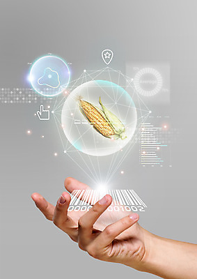 PSD 편집 편집이미지 손 식재료 한손 스마트라이프 옥수수 한명 신체부위 스마트 분석 검색 유기농 바코드 터치스크린 이미지편집 1 라이프스타일 웰빙 컨셉 곡류 사람 파일형식