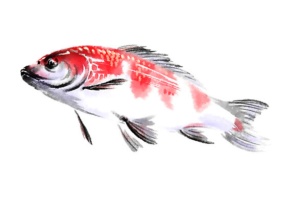 PSD 동물 한마리 일러스트 캘리그라피 어류 사람없음 붕어 잉어 국내일러스트 1 수중동물 파일형식