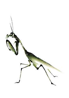 PSD 동물 한마리 곤충 일러스트 캘리그라피 사람없음 사마귀 국내일러스트 1 파일형식