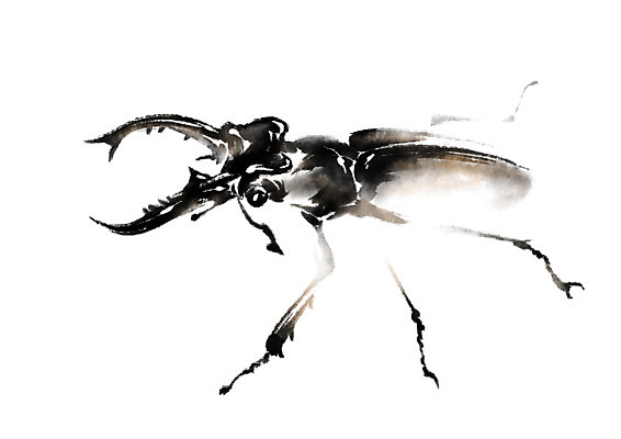 PSD 동물 한마리 곤충 일러스트 캘리그라피 사람없음 딱정벌레 장수풍뎅이 국내일러스트 1 파일형식