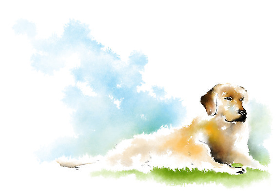 PSD 동물 한마리 일러스트 캘리그라피 사람없음 개 리트리버 반려 국내일러스트 1 포유류 파일형식