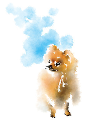 PSD 동물 한마리 일러스트 캘리그라피 사람없음 개 반려 포메라니안 국내일러스트 1 포유류 파일형식