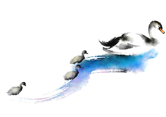 PSD 동물 새끼 여러마리 일러스트 캘리그라피 조류 붓터치 사람없음 어미 백조 국내일러스트 다수 파일형식