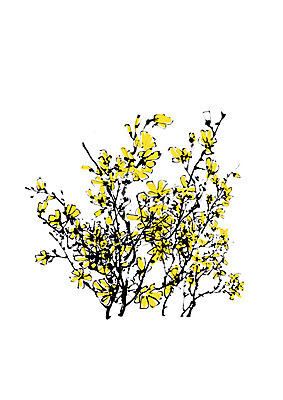 PSD 식물 꽃 일러스트 캘리그라피 꽃나무 사람없음 노란색 나뭇가지 국내일러스트 나무 컬러 파일형식