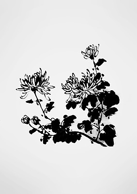 PSD 식물 꽃 여러송이 일러스트 캘리그라피 국화 사람없음 국내일러스트 다수 파일형식