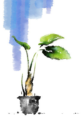 PSD 식물 화분 잎 일러스트 캘리그라피 사람없음 관엽식물 국내일러스트 파일형식