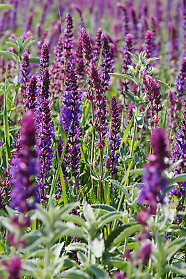 포토 JPG 해외이미지 식물 꽃잎 꽃 분홍색 꽃다발 꽃무늬 자연 사람 사람없음 빨간색 머리 봄 튤립 벚꽃 개화 우아함 확대 오브젝트 싱글 데이지 향기 꽃가루 캐모마일 해외202004 해외포토 계절 컬러 컨셉 무늬 신체부위 가루 허브 생태계 냄새 파일형식 이미지허브